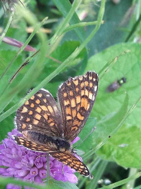 Melitaea athalia/aurelia/britomartis