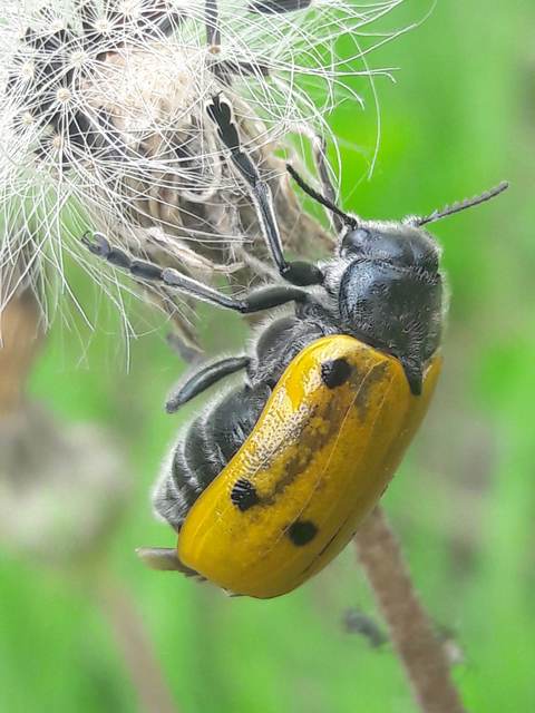 Lachnaia sexpunctata - szőrösnyakú zsákhordóbogár