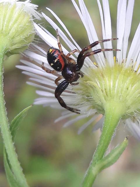 Synema globosum - fekete-sárga karolópók