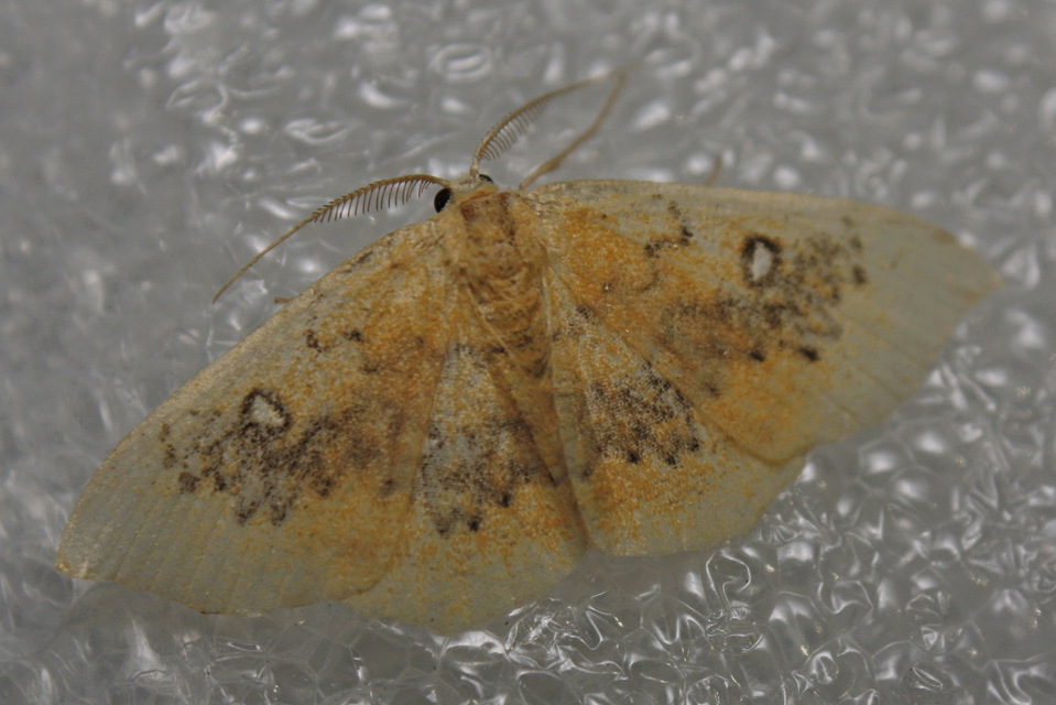 Cyclophora albiocellaria - juhar-pettyesaraszoló