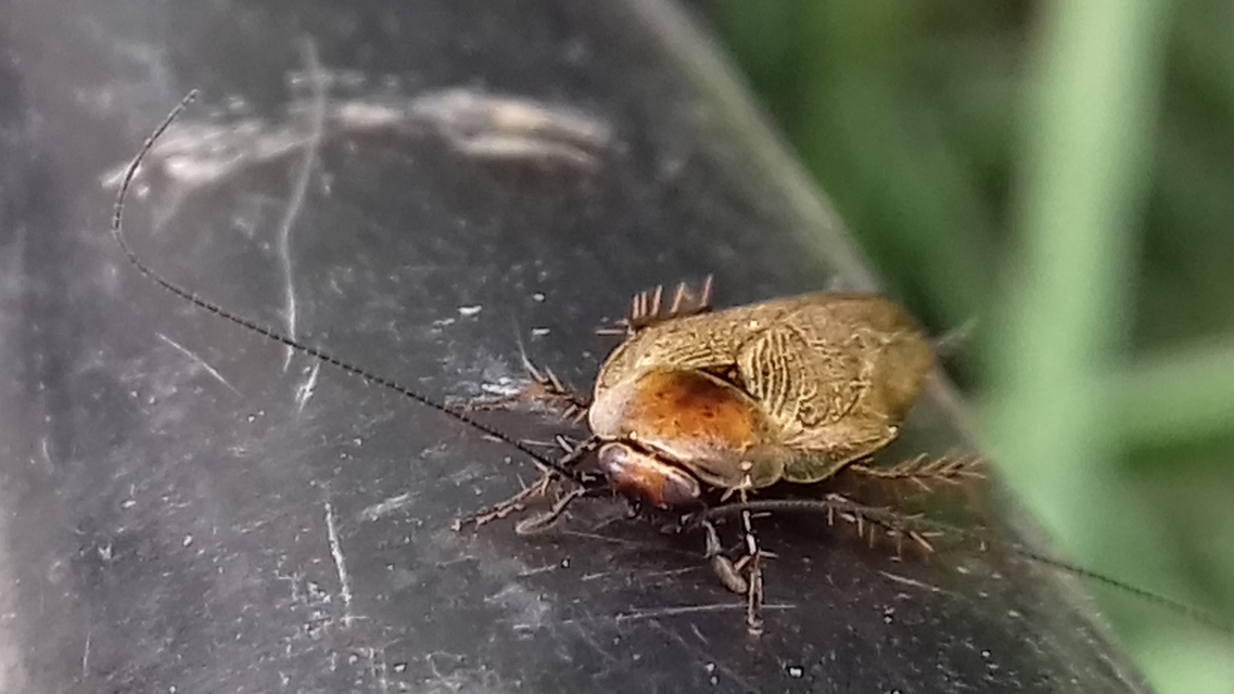 Ectobius erythronotus - sárgatorú erdeicsótány