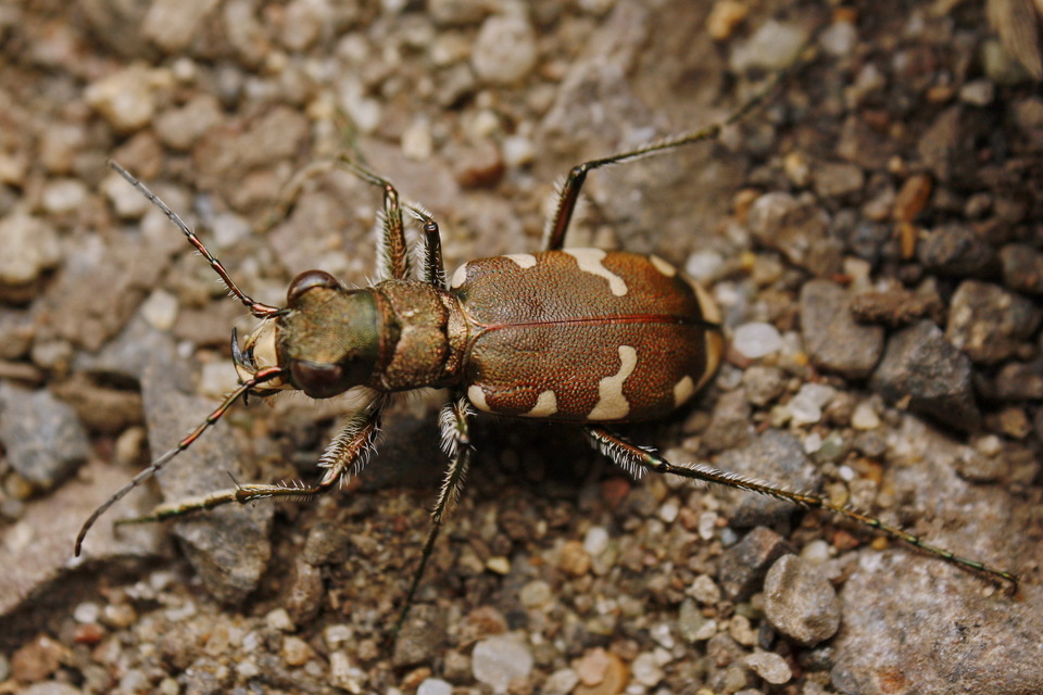 Cicindela sylvicola - erdei homokfutrinka
