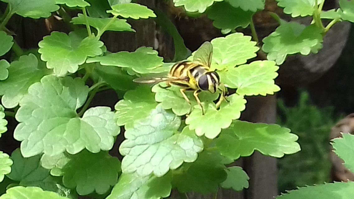 Myathropa florea - halálfejes odúlégy