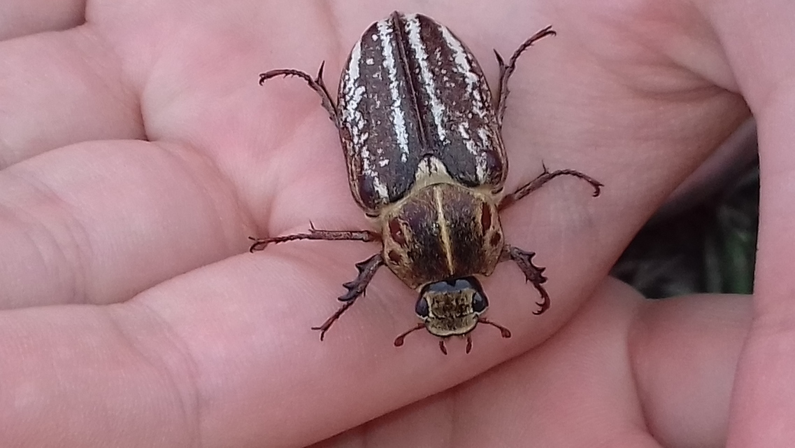 Anoxia orientalis - keleti cserebogár