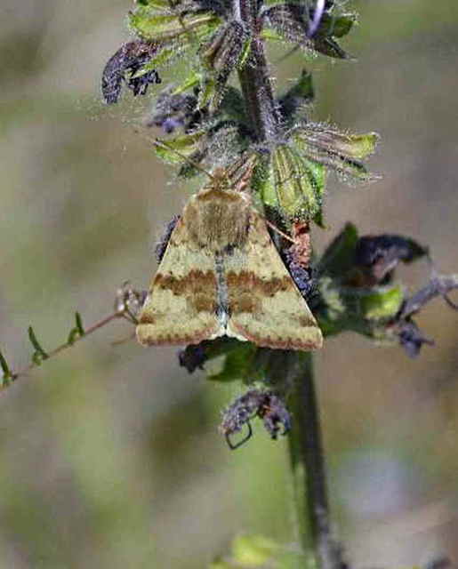 Heliothis viriplaca - mácsonyabagoly