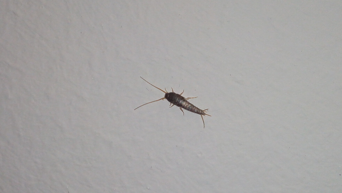 Lepisma saccharinum - ezüstös ősrovar