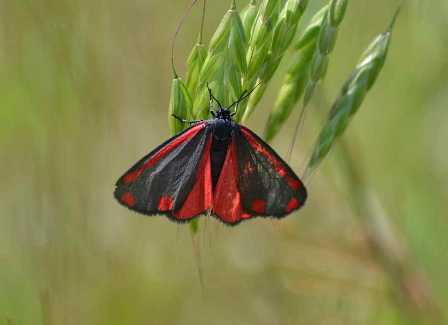 Tyria jacobaeae - jakabfű-medvelepke