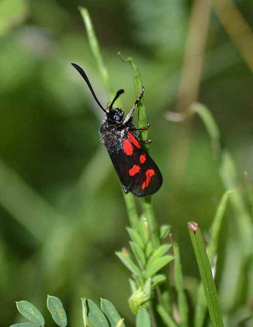 Zygaena loti - közönséges csüngőlepke