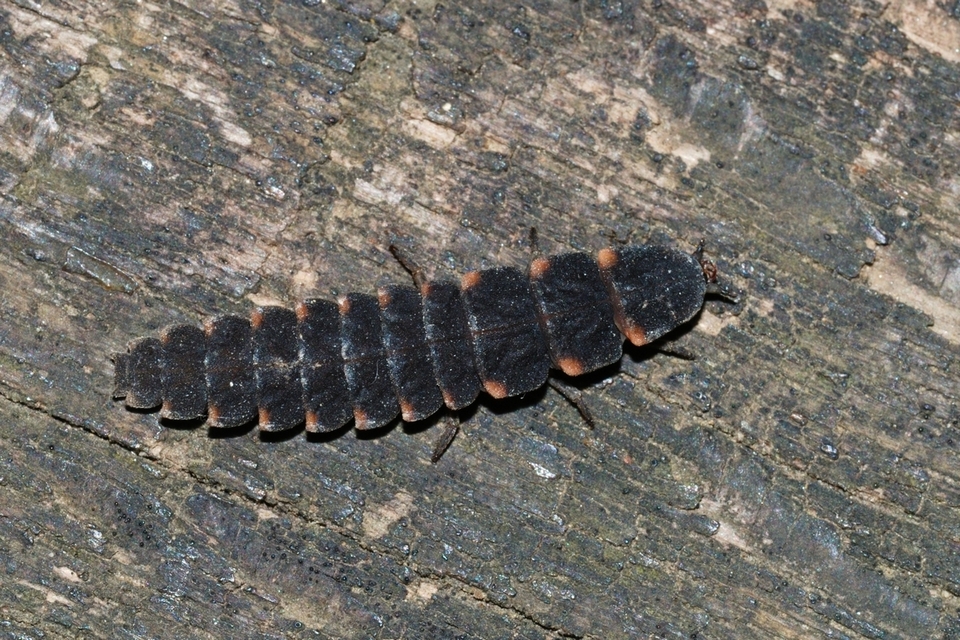 Lampyris noctiluca - nagy szentjánosbogár