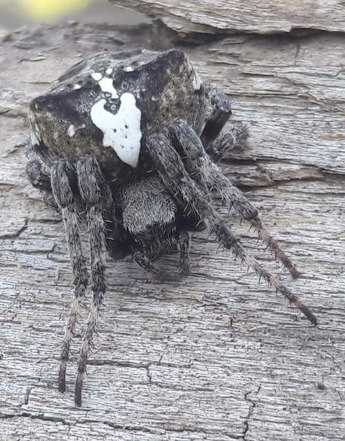 Araneus circe - hamvas keresztespók