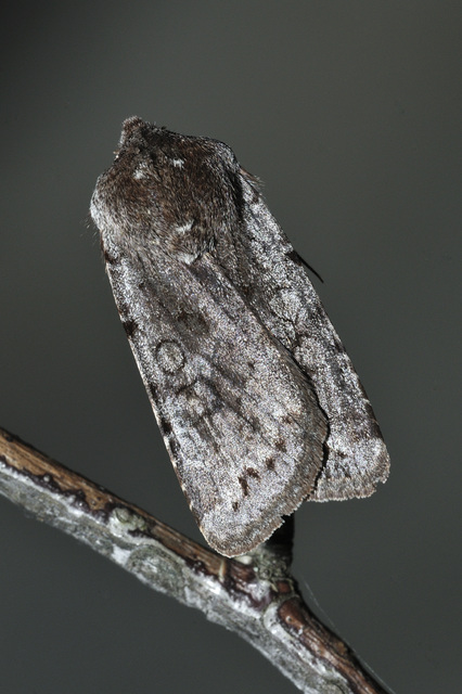 Cerastis rubricosa - vörhenyes tavaszibagoly