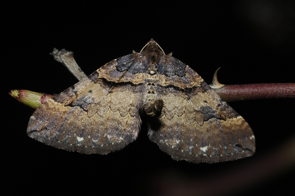 Earophila badiata - csipkerózsa-araszoló