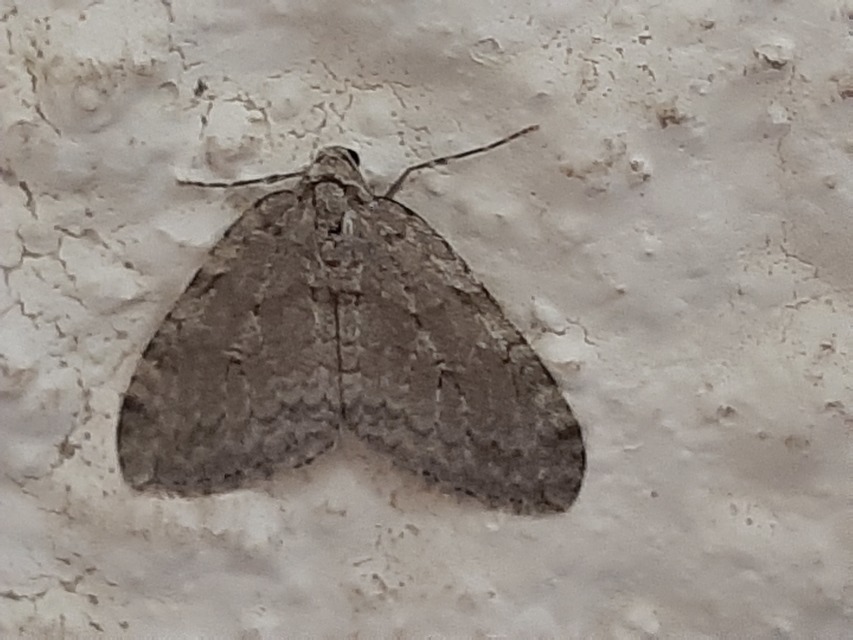 Epirrita christyi/dilutata