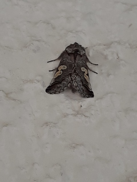 Diloba caeruleocephala - őszi kékesbagoly