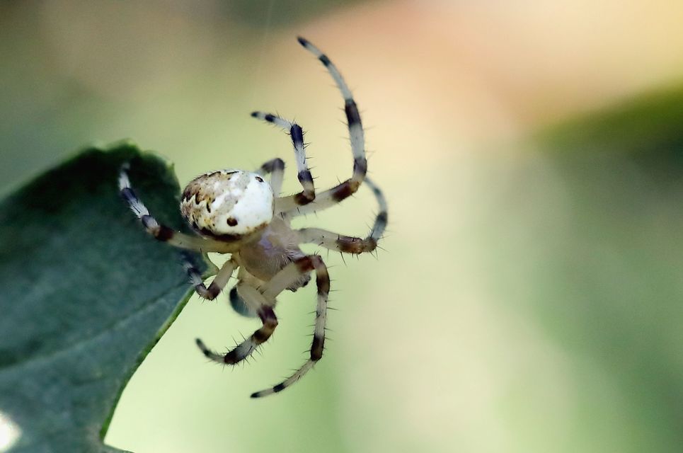 Araneus quadratus - négyes keresztespók