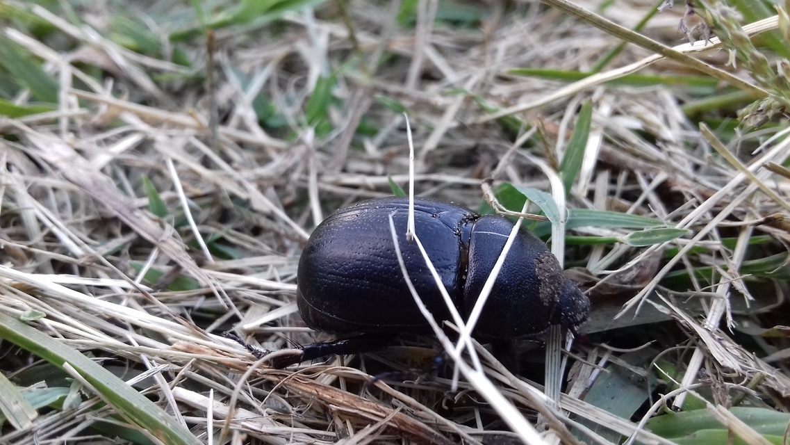 Pentodon idiota - butabogár