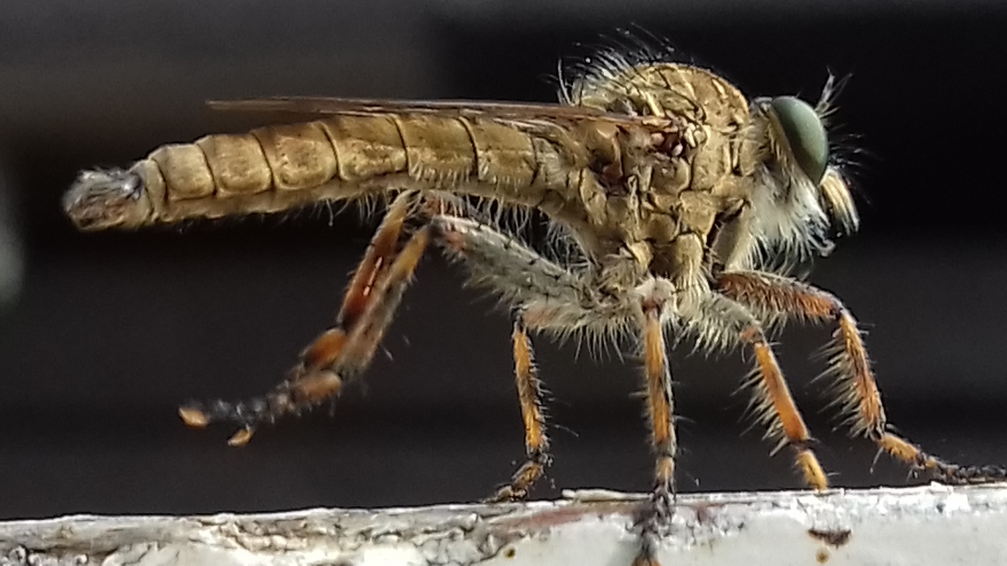 Tolmerus cingulatus