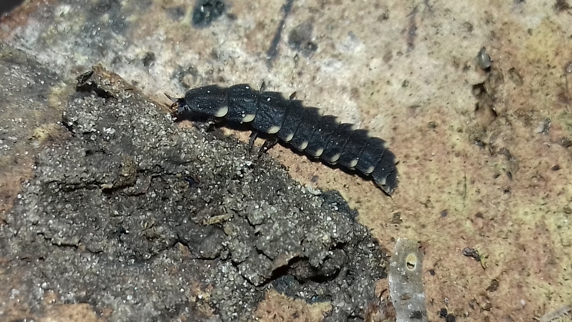 Lampyris noctiluca - nagy szentjánosbogár