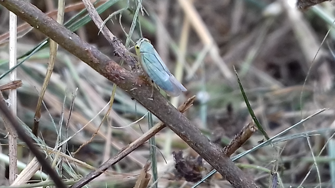 Cicadella viridis - méregzöld kabóca