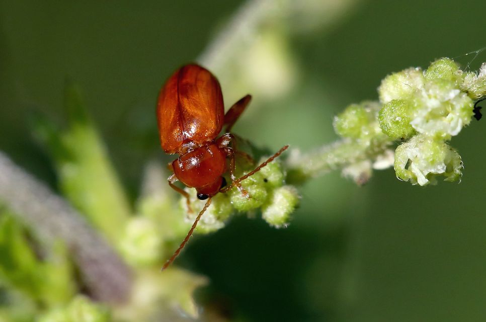 Neocrepidodera