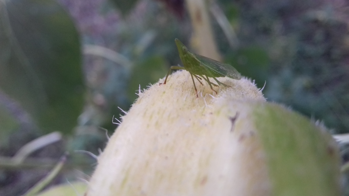 Dictyophara europaea