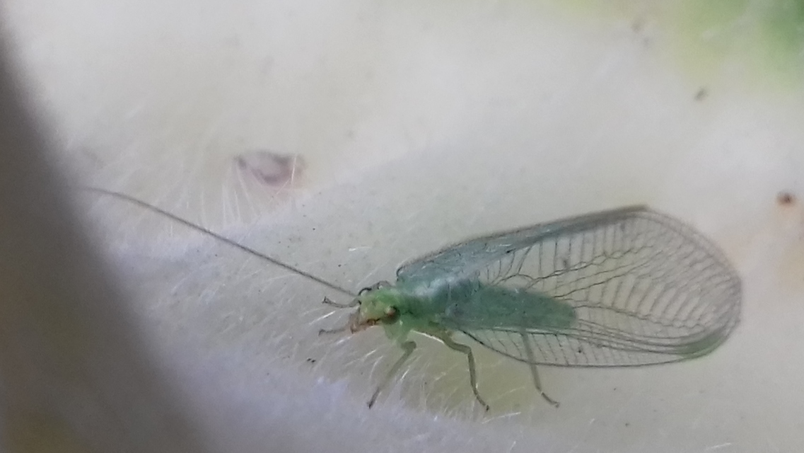 Chrysopidae - zöldfátyolkák