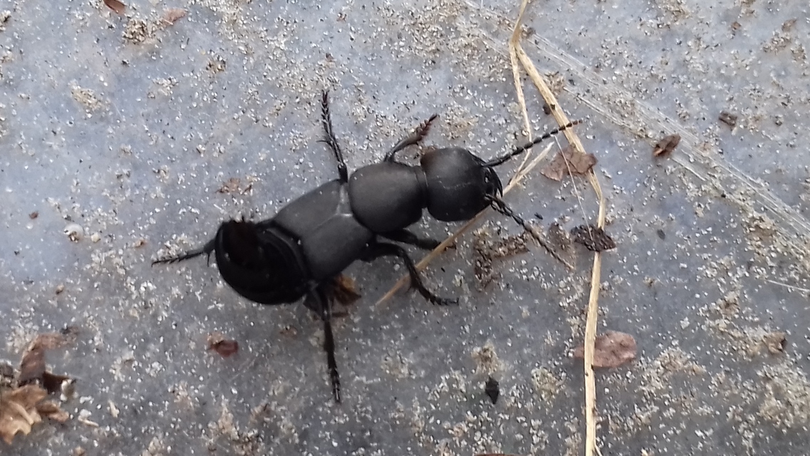 Ocypus