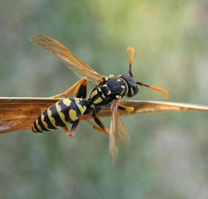 Polistes dominulus - déli papírdarázs