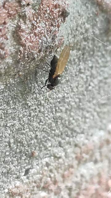 Lauxaniidae - pudvalegyek