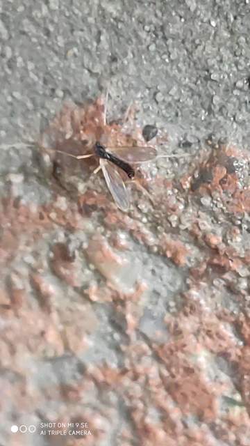 Chironomidae - árvaszúnyogok