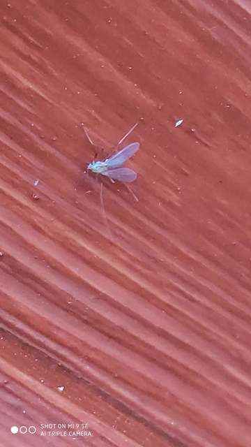 Chironomidae - árvaszúnyogok