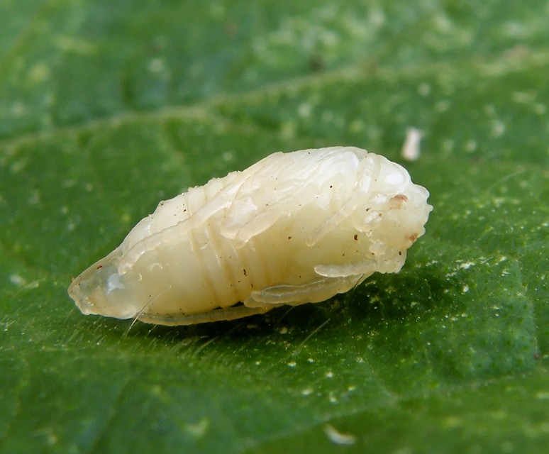 Valgus hemipterus - suta virágbogár