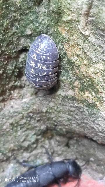 Armadillidium vulgare - szürke gömbászka