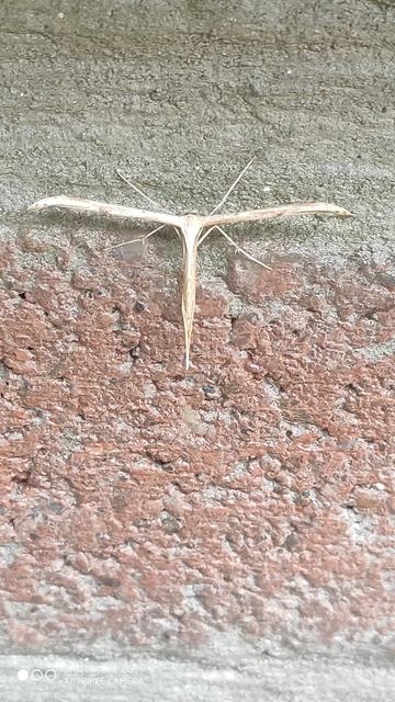 Emmelina monodactyla/argoteles