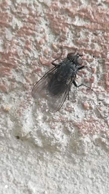 Muscidae - igazi legyek