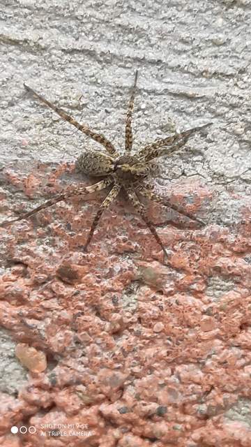 Pardosa hortensis