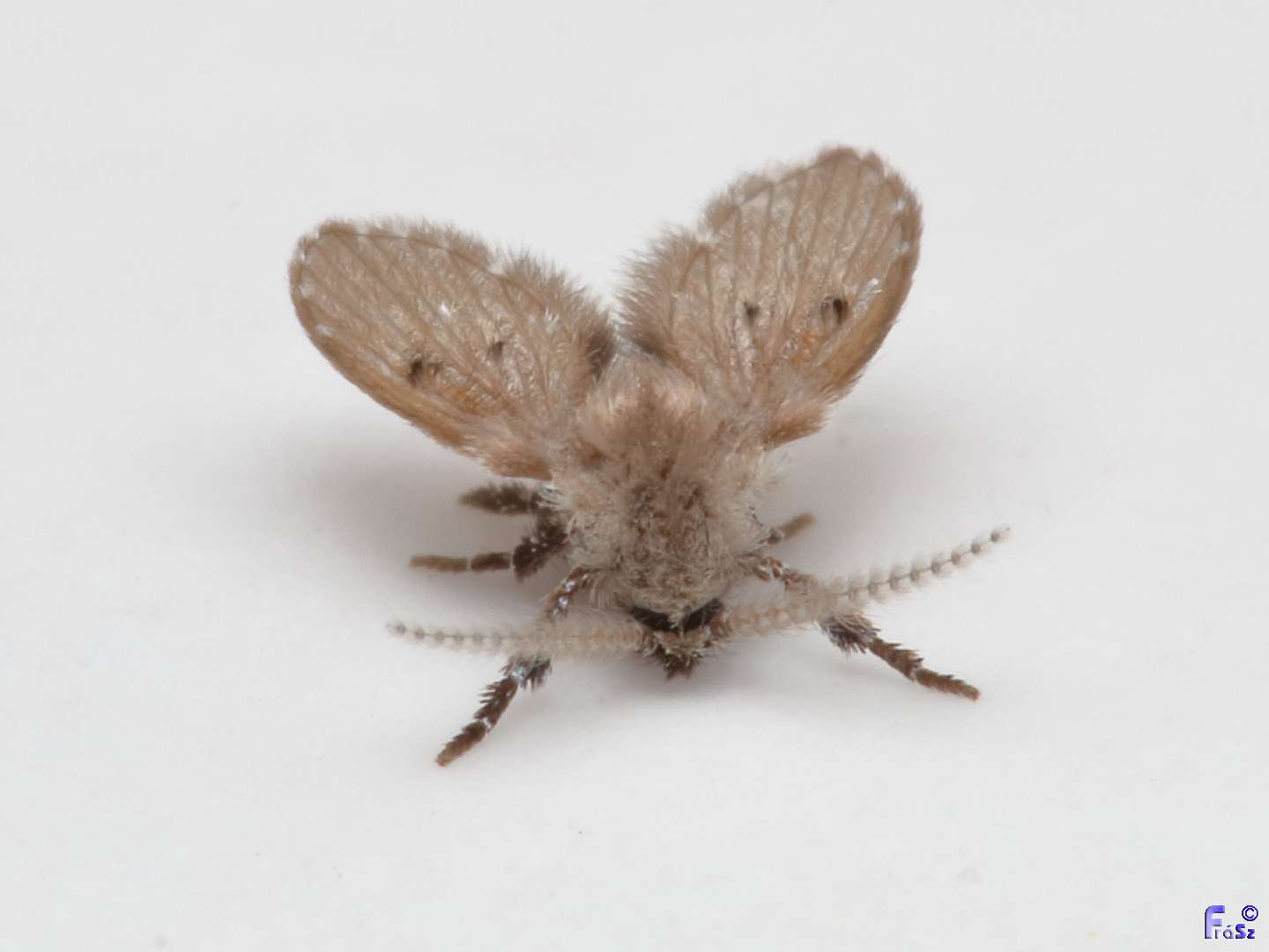 Clogmia albipunctata