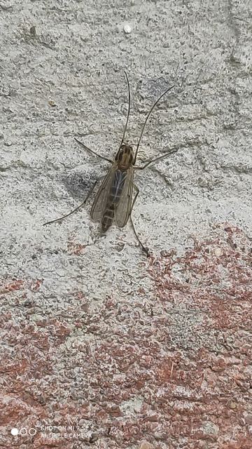 Chironomidae - árvaszúnyogok