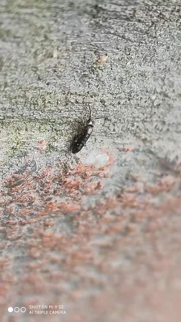 Tomoceridae