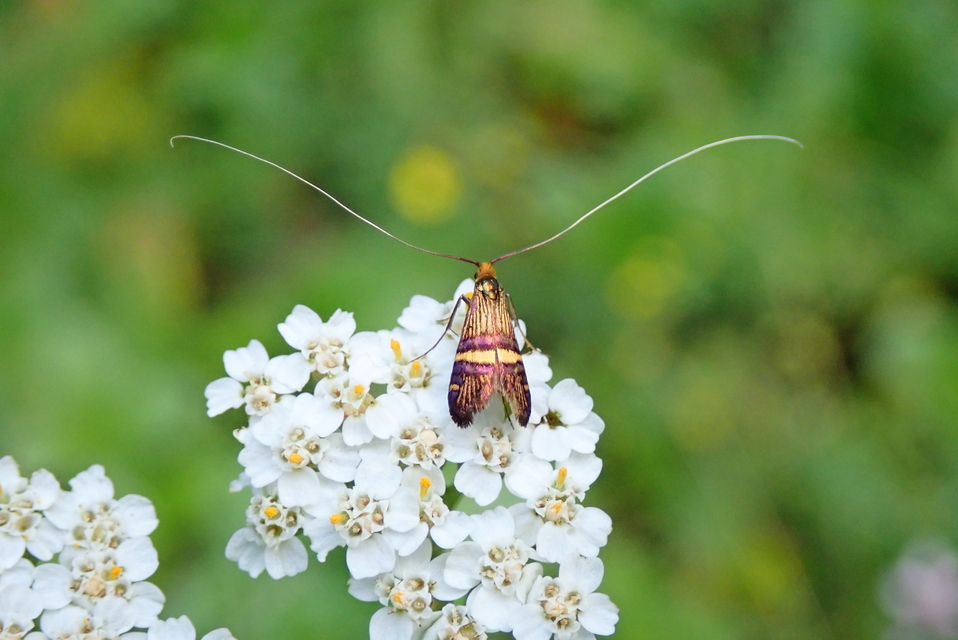 Nemophora degeerella - pompás tőrösmoly