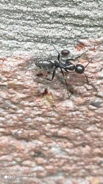 Camponotus vagus - fekete lóhangya