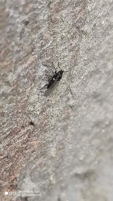 Scatopse notata