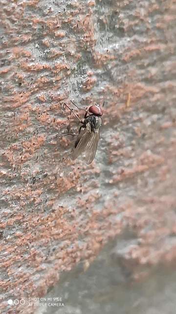 Fannia canicularis - kis házilégy