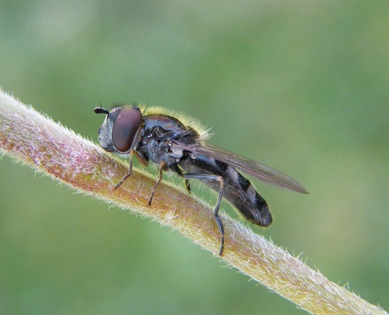 Syrphidae - zengőlegyek