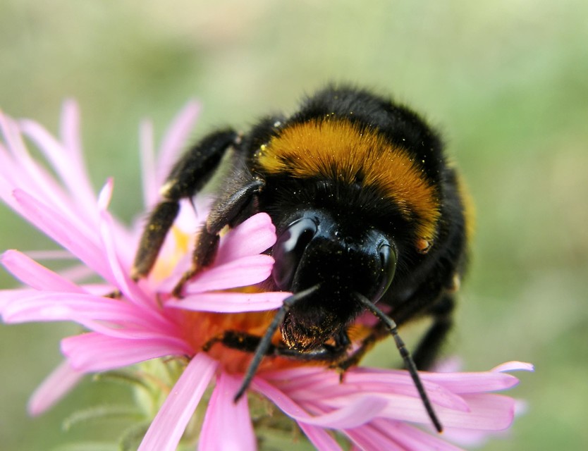 Bombus terrestris/lucorum