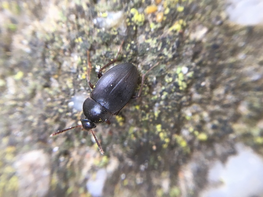 Leiodidae - pecebogárfélék Leiodidae - pecebogárfélék