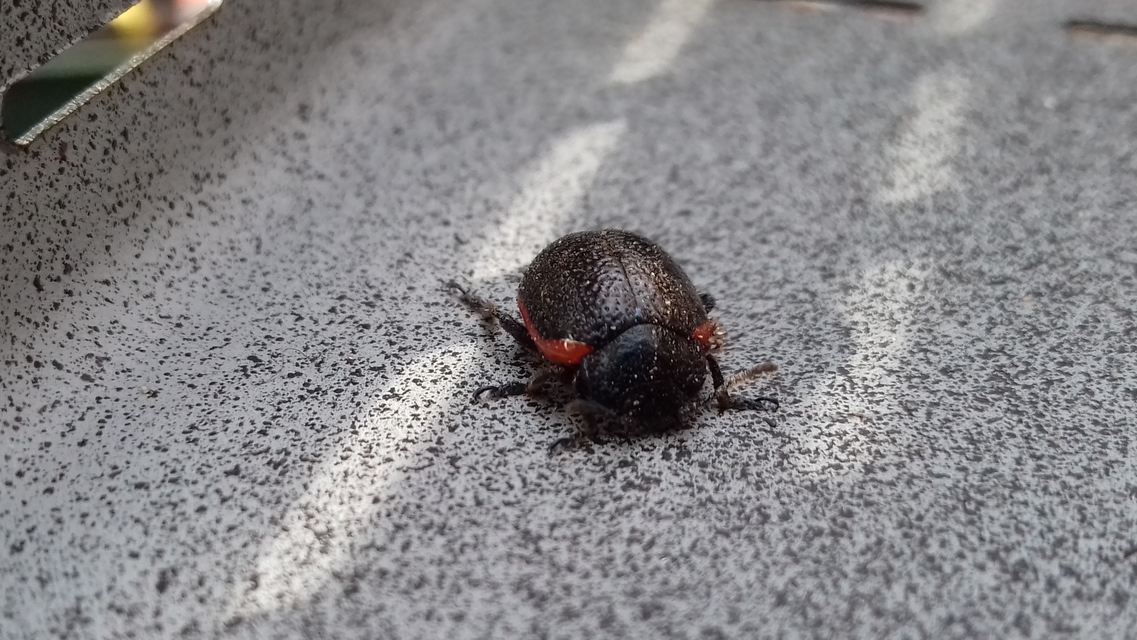 Chrysolina kuesteri - ráncos szegélyeslevelész