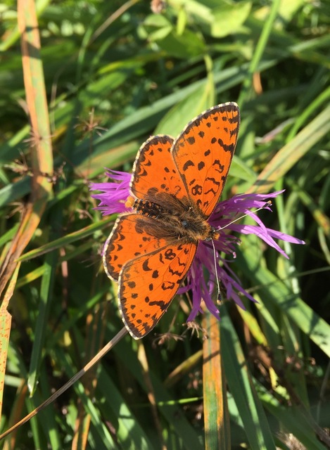 Melitaea didyma - tüzes tarkalepke