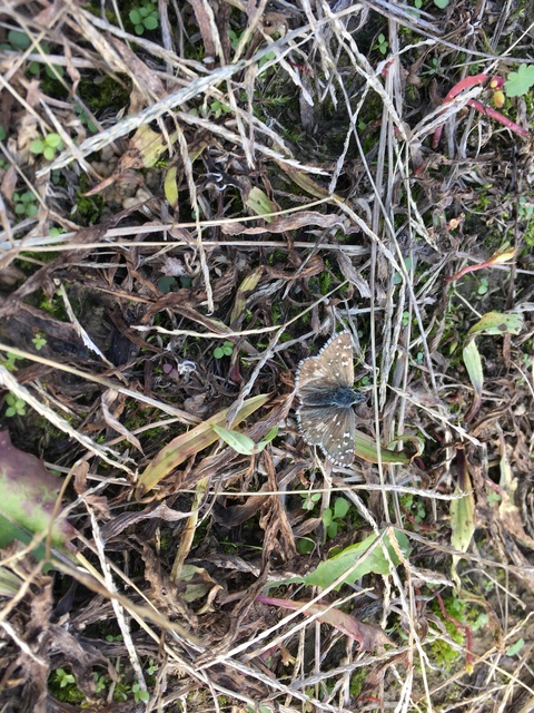 Pyrgus armoricanus - feles busalepke