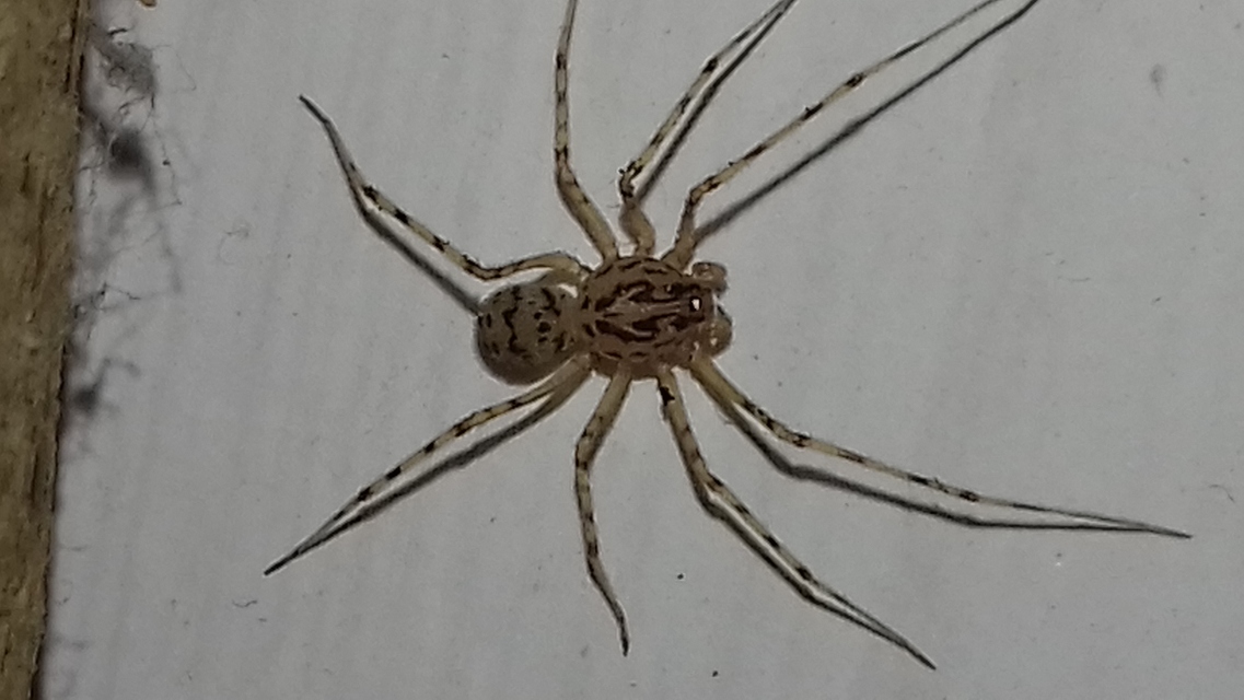 Scytodes thoracica - közönséges csupaszpók